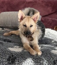 SAM, Hund, Mischlingshund in Saarbrücken - Bild 2