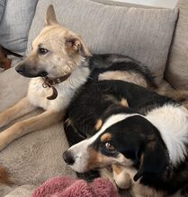 SAM, Hund, Mischlingshund in Saarbrücken - Bild 3