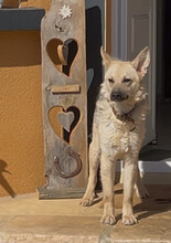 SAM, Hund, Mischlingshund in Saarbrücken - Bild 4