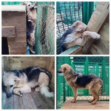 SAM, Hund, Mischlingshund in Saarbrücken - Bild 5