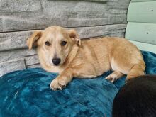 SUGAR, Hund, Mischlingshund in Rösrath - Bild 10