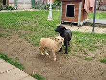 SUGAR, Hund, Mischlingshund in Rösrath - Bild 11