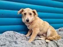 SUGAR, Hund, Mischlingshund in Rösrath - Bild 2