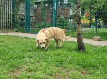 SUGAR, Hund, Mischlingshund in Rösrath - Bild 3