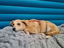 SUGAR, Hund, Mischlingshund in Rösrath - Bild 4