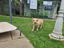 SUGAR, Hund, Mischlingshund in Rösrath - Bild 5