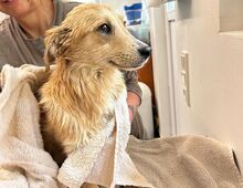 SUGAR, Hund, Mischlingshund in Rösrath - Bild 6