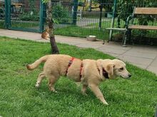 SUGAR, Hund, Mischlingshund in Rösrath - Bild 7