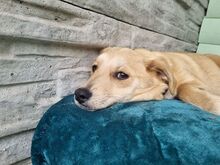SUGAR, Hund, Mischlingshund in Rösrath - Bild 8