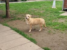 SUGAR, Hund, Mischlingshund in Rösrath - Bild 9