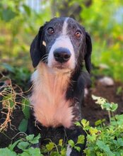 MONA, Hund, Mischlingshund in Kroatien - Bild 10