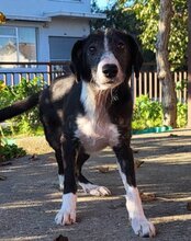 MONA, Hund, Mischlingshund in Kroatien - Bild 12