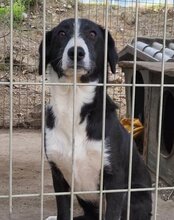 MONA, Hund, Mischlingshund in Kroatien - Bild 13