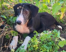 MONA, Hund, Mischlingshund in Kroatien - Bild 14