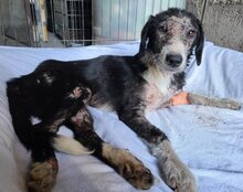 MONA, Hund, Mischlingshund in Kroatien - Bild 15