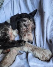 MONA, Hund, Mischlingshund in Kroatien - Bild 16