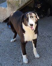 MONA, Hund, Mischlingshund in Kroatien - Bild 2