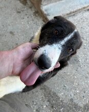 MONA, Hund, Mischlingshund in Kroatien - Bild 3