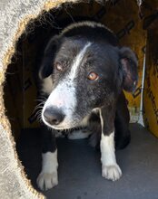 MONA, Hund, Mischlingshund in Kroatien - Bild 4