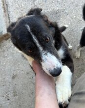 MONA, Hund, Mischlingshund in Kroatien - Bild 6