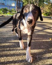 MONA, Hund, Mischlingshund in Kroatien - Bild 7