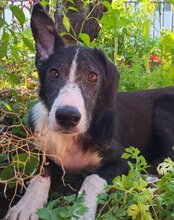 MONA, Hund, Mischlingshund in Kroatien - Bild 8