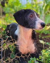 MONA, Hund, Mischlingshund in Kroatien - Bild 9