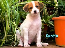 CARETO, Hund, Podenco-Ratonero Bodeguero Andaluz-Mix in Spanien - Bild 1