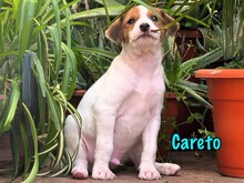CARETO, Hund, Podenco-Ratonero Bodeguero Andaluz-Mix in Spanien - Bild 10