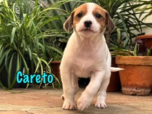 CARETO, Hund, Podenco-Ratonero Bodeguero Andaluz-Mix in Spanien - Bild 11