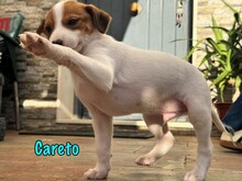 CARETO, Hund, Podenco-Ratonero Bodeguero Andaluz-Mix in Spanien - Bild 2