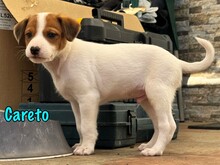 CARETO, Hund, Podenco-Ratonero Bodeguero Andaluz-Mix in Spanien - Bild 3