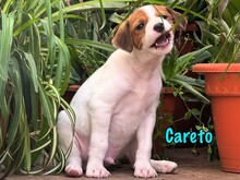 CARETO, Hund, Podenco-Ratonero Bodeguero Andaluz-Mix in Spanien - Bild 4