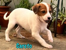 CARETO, Hund, Podenco-Ratonero Bodeguero Andaluz-Mix in Spanien - Bild 5