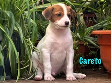 CARETO, Hund, Podenco-Ratonero Bodeguero Andaluz-Mix in Spanien - Bild 7