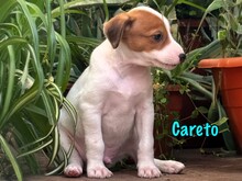 CARETO, Hund, Podenco-Ratonero Bodeguero Andaluz-Mix in Spanien - Bild 8