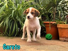 CARETO, Hund, Podenco-Ratonero Bodeguero Andaluz-Mix in Spanien - Bild 9