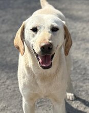CHICA, Hund, Labrador-Mix in Kroatien