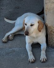 CHICA, Hund, Labrador-Mix in Kroatien - Bild 10