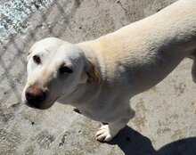 CHICA, Hund, Labrador-Mix in Kroatien - Bild 11
