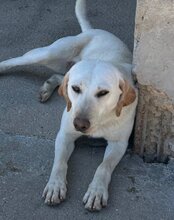CHICA, Hund, Labrador-Mix in Kroatien - Bild 12