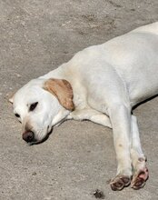 CHICA, Hund, Labrador-Mix in Kroatien - Bild 13