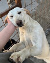 CHICA, Hund, Labrador-Mix in Kroatien - Bild 14