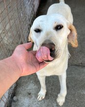 CHICA, Hund, Labrador-Mix in Kroatien - Bild 15