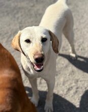 CHICA, Hund, Labrador-Mix in Kroatien - Bild 3