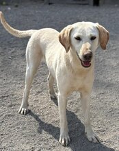 CHICA, Hund, Labrador-Mix in Kroatien - Bild 4