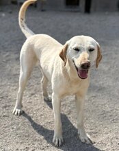 CHICA, Hund, Labrador-Mix in Kroatien - Bild 5
