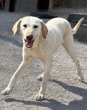 CHICA, Hund, Labrador-Mix in Kroatien - Bild 6