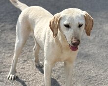 CHICA, Hund, Labrador-Mix in Kroatien - Bild 7