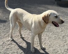 CHICA, Hund, Labrador-Mix in Kroatien - Bild 8